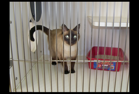 aa animal clinic tour