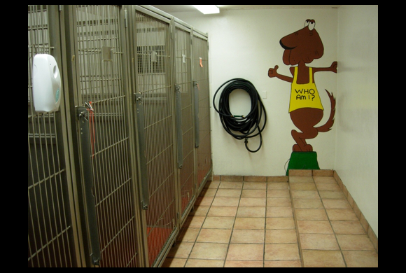 aa animal clinic tour