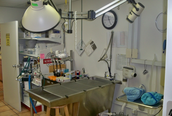 aa animal clinic tour