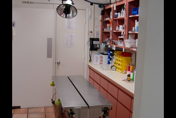 aa animal clinic tour